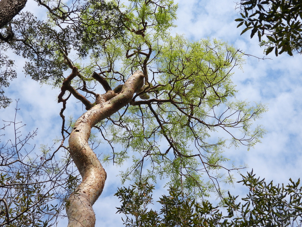 Commiphora madagascariensis