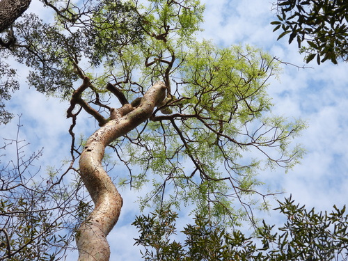 Commiphora madagascariensis Jacq.