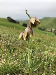 Fritillaria agrestis