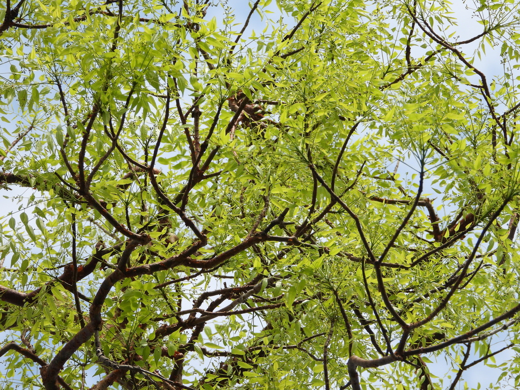Commiphora madagascariensis, Sakaraha, Madagascar