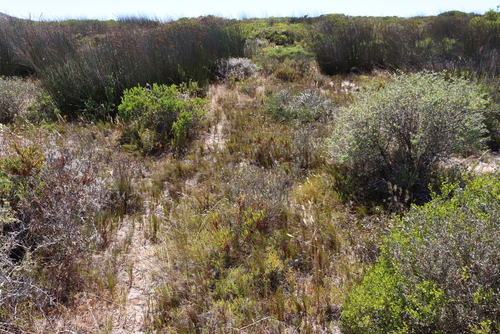 Image of Restio eleocharis by (c) Tony Rebelo, some rights reserved (CC BY-SA)