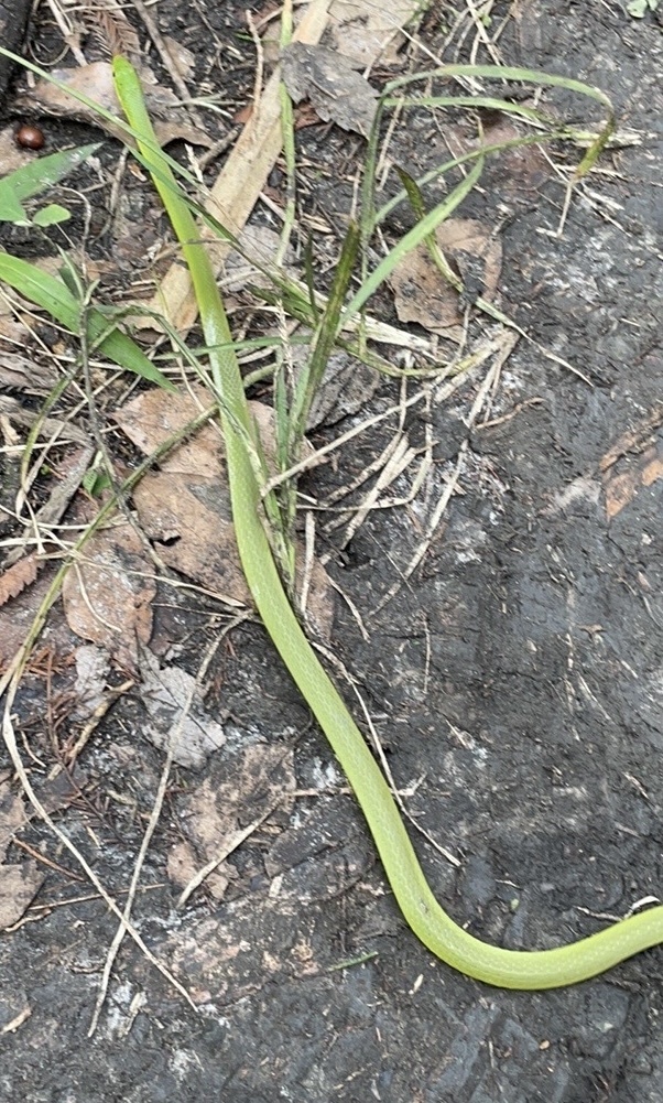 Rough Greensnake from Black Bear Wilderness Area, Sanford, FL, US on