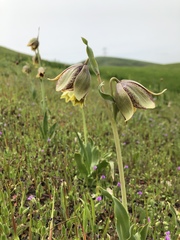 Fritillaria agrestis