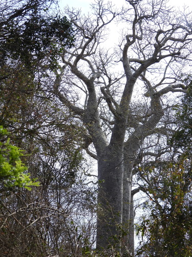 Image of Adansonia za by (c) amantedarmanin, some rights reserved (CC BY)