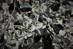 Pentanema verbascifolium