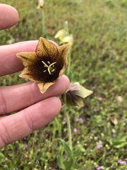 Fritillaria agrestis