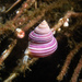 Calliostoma consimile - Photo (c) MatiasG, some rights reserved (CC BY-ND), uploaded by MatiasG