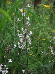 Iodanthus pinnatifidus