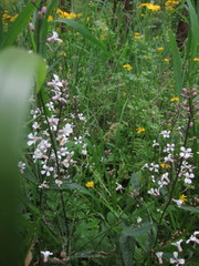 Iodanthus pinnatifidus