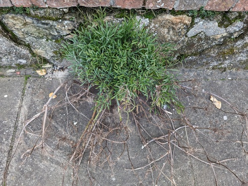 rock samphire (Crithmum maritimum)