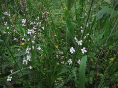 Iodanthus pinnatifidus
