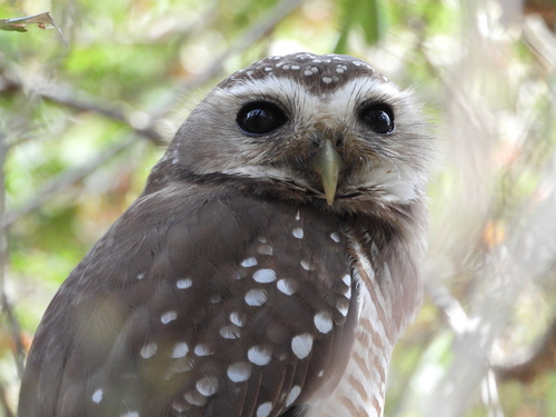 White-browed Owl (Athene superciliaris), photo 8