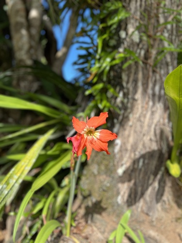 Foto de Açucena