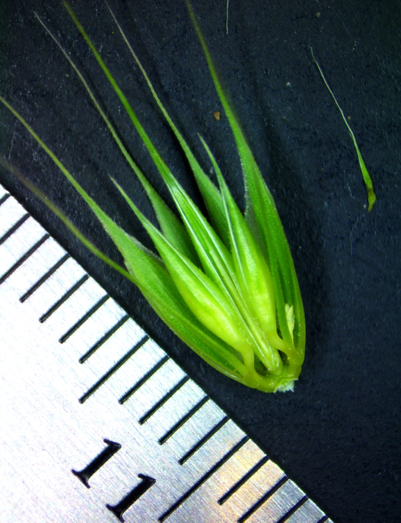 little barley