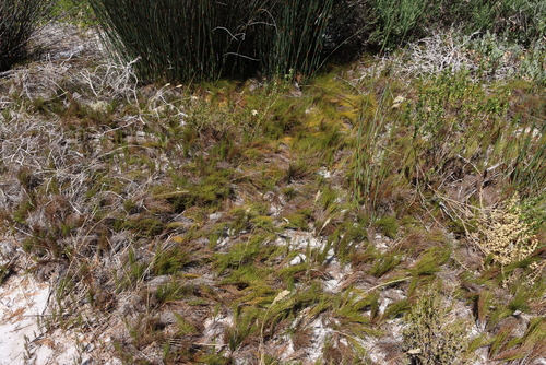 Image of Thamnochortus spicigerus by (c) Tony Rebelo, some rights reserved (CC BY-SA)