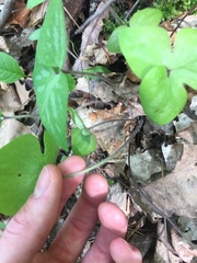 Hepatica americana