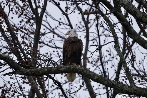 Bald Eagle photographed in Kentucky