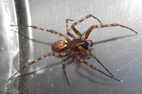 Old World Dome Sheetweaver