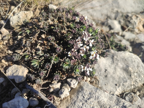 Image of Iberis saxatilis by (c) Augustin Soulard, some rights reserved (CC BY)