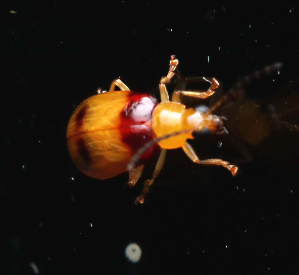 Red-shouldered Leaf Beetle in January 2024 by juliegraham173 · iNaturalist