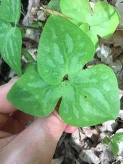 Hepatica americana
