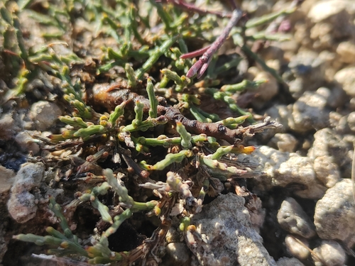 Genista pulchella