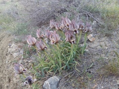 Iris acutiloba