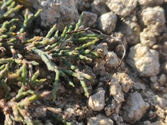Genista pulchella, photograph Augustin Soulard, CC BY, iNaturalist via GBIF