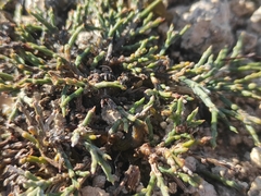 Genista pulchella, photograph Augustin Soulard, CC BY, iNaturalist via GBIF