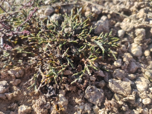 Genista pulchella, photograph 3