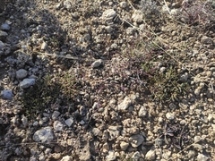 Genista pulchella, photograph Augustin Soulard, CC BY, iNaturalist via GBIF