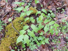 Prosartes lanuginosa