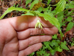 Prosartes lanuginosa