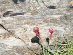 Armeria maritima maritima