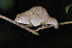 Usambara Stumptail Chameleon photo 5