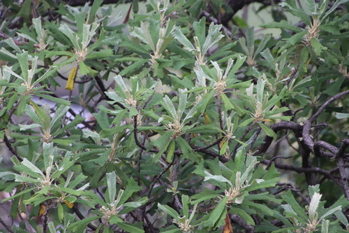 Image of Tarchonanthus trilobus by (c) Tony Rebelo, some rights reserved (CC BY-SA)