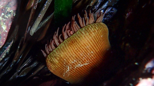 Representative image of Actinia striata