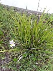 Dietes
