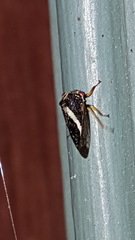 Smilia camelus