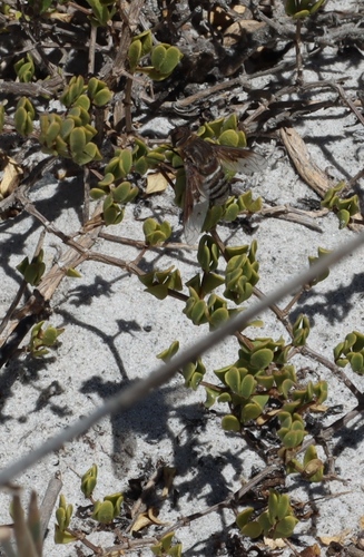 Image of Roepera flexuosa by (c) Tony Rebelo, some rights reserved (CC BY-SA)