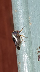 Smilia camelus