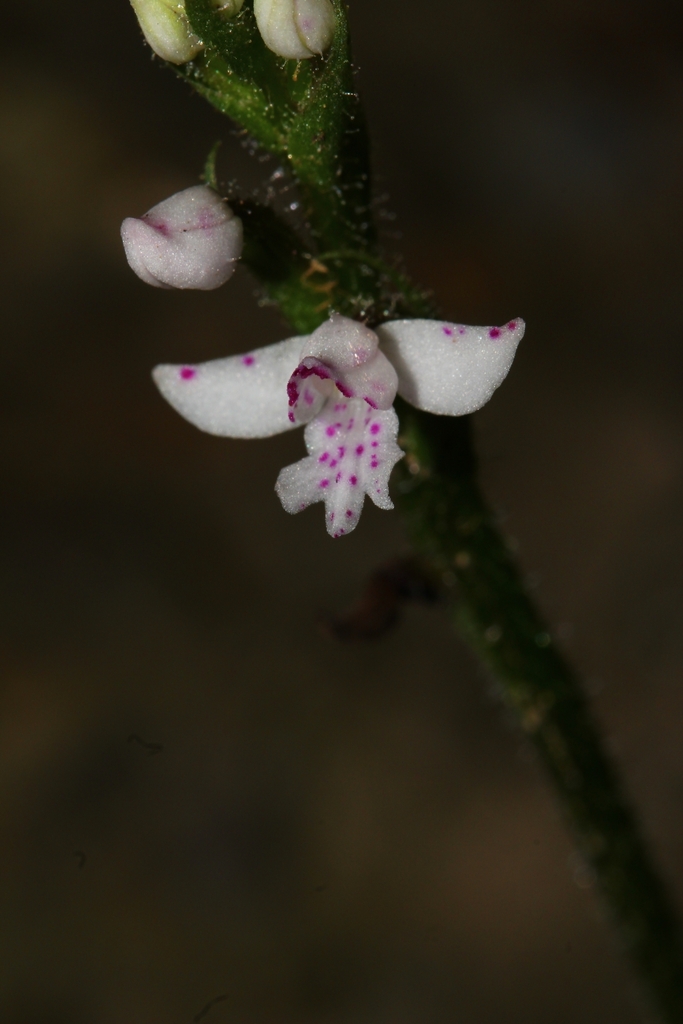 Cynorkis baronii