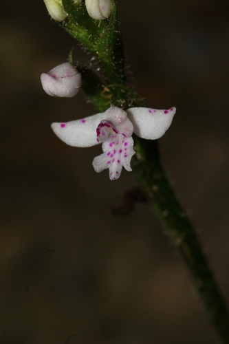 Cynorkis baronii