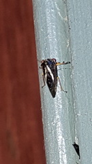 Smilia camelus