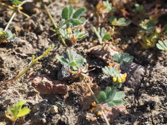 Acmispon micranthus
