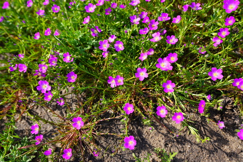 Calandrinia menziesii