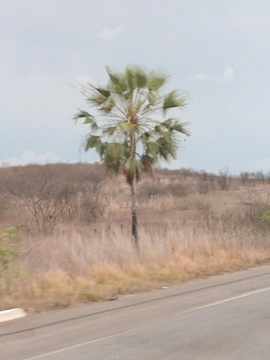 Copernicia prunifera