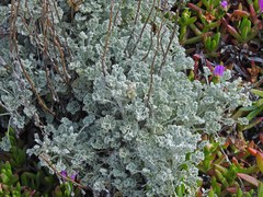 Artemisia pycnocephala