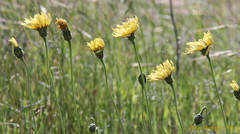 Malacothrix glabrata