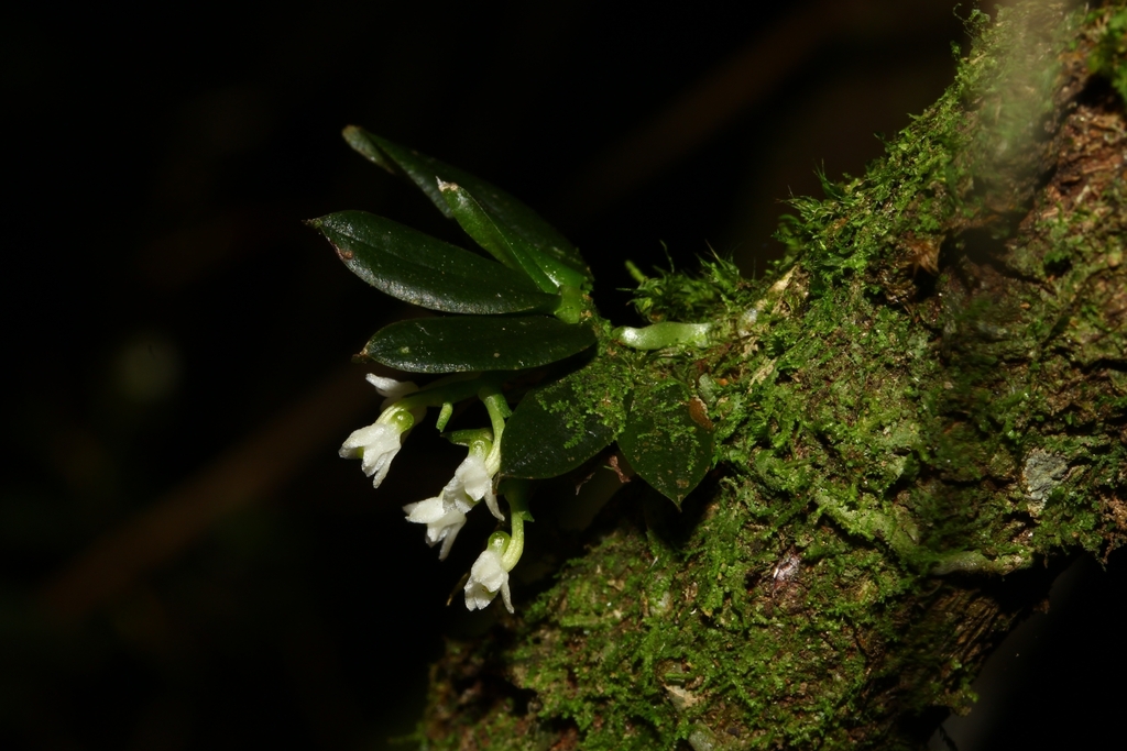 Angraecum perparvulum